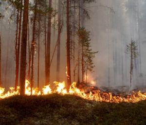 Deadly wildfires in Greece and other European countries destroy homes, threaten nature reserves  